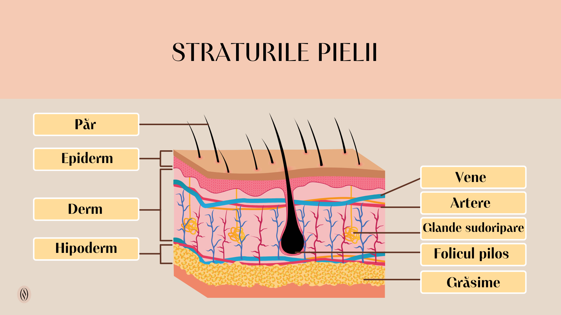 Straturile pielii