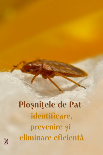 Ploșnițele de Pat : identificare, prevenire și eliminare eficientă 121 Plosnitele de Pat eliminare uai