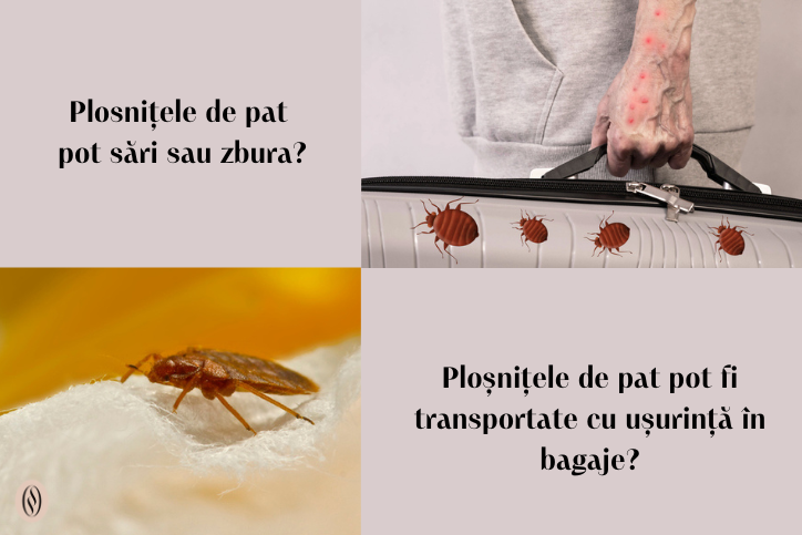 intrebari despre plosnitele de pat