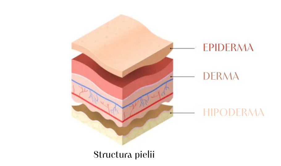 Cum să îți hidratezi corect pielea 2 structura pielii