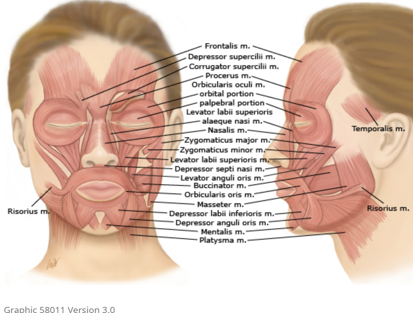 Botox - injecții botox,utilizare și recomandări 3 muschii faciali