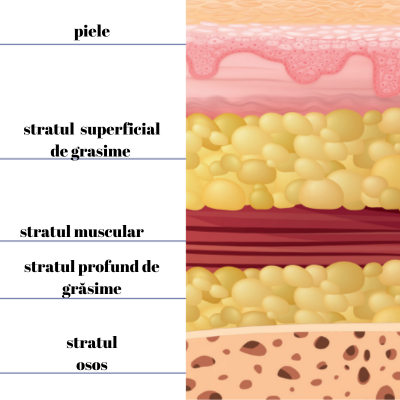 Profhilo Structura: medicină regenerativă a feței 4 anatomia fetei
