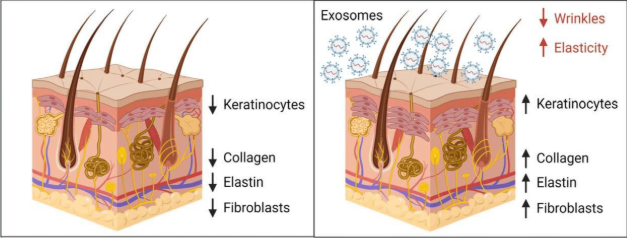 exozomii in cosmetica