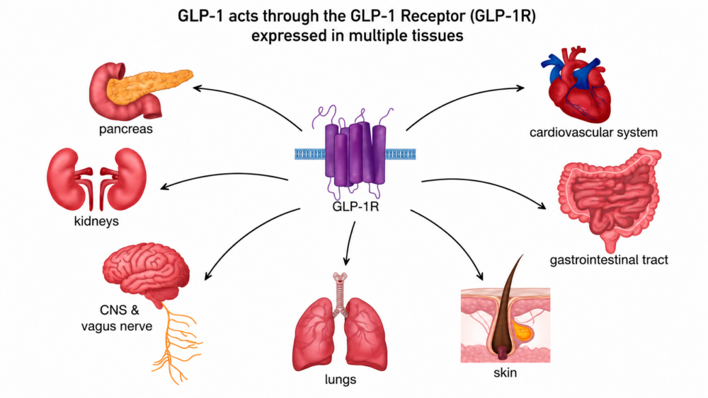 receptorii GLP 1 prezenti in organism